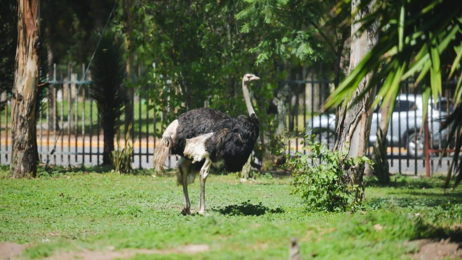 UMA Parque Tangamanga